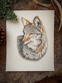 Image 1 of Original Coyote Illustration