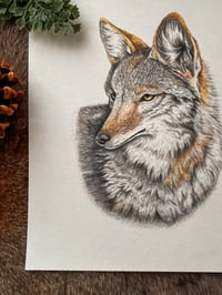 Image 3 of Original Coyote Illustration