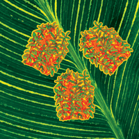 Image 2 of plantyplant sticker