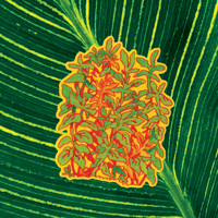 Image 1 of plantyplant sticker