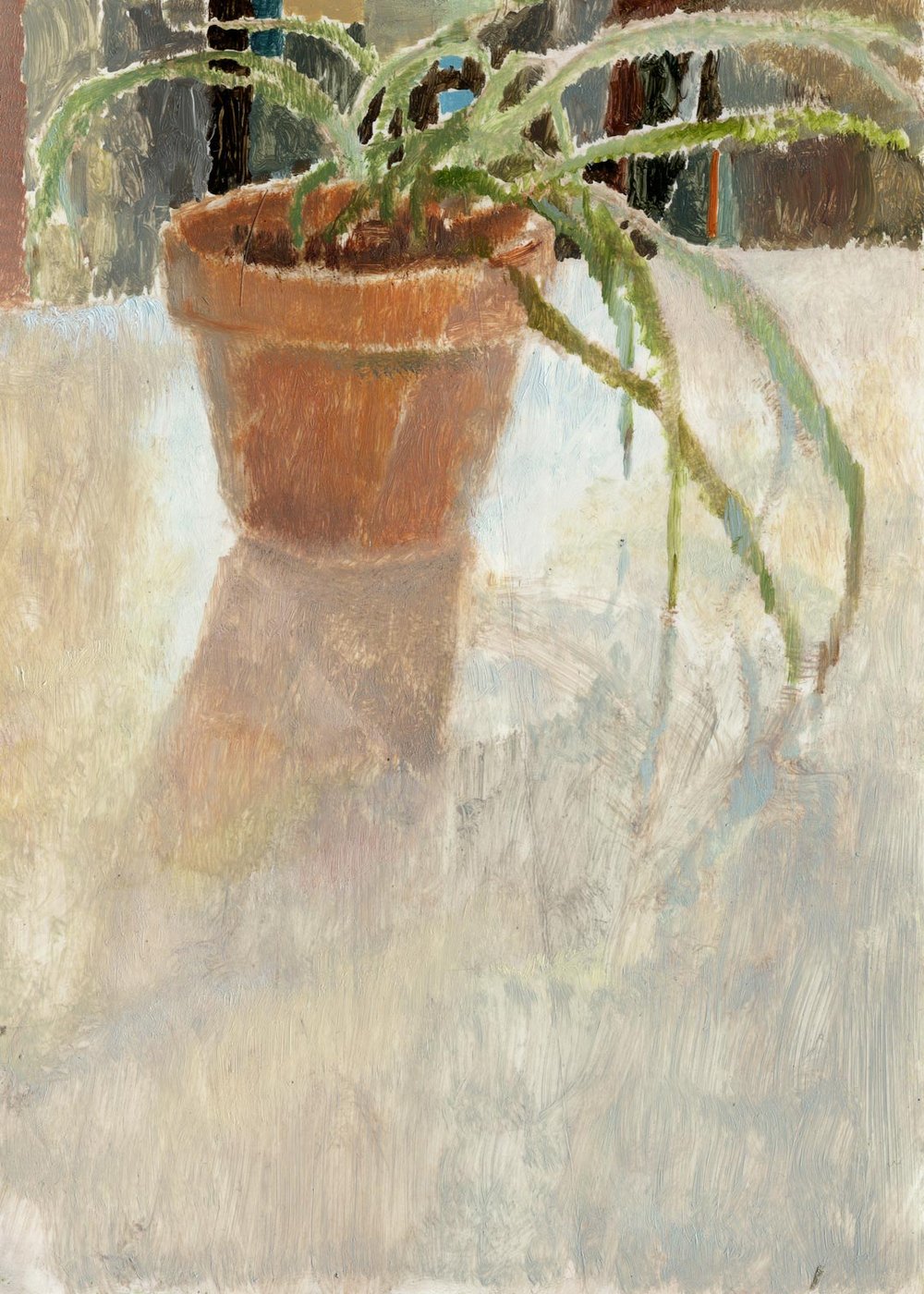 Image of Spiderplant