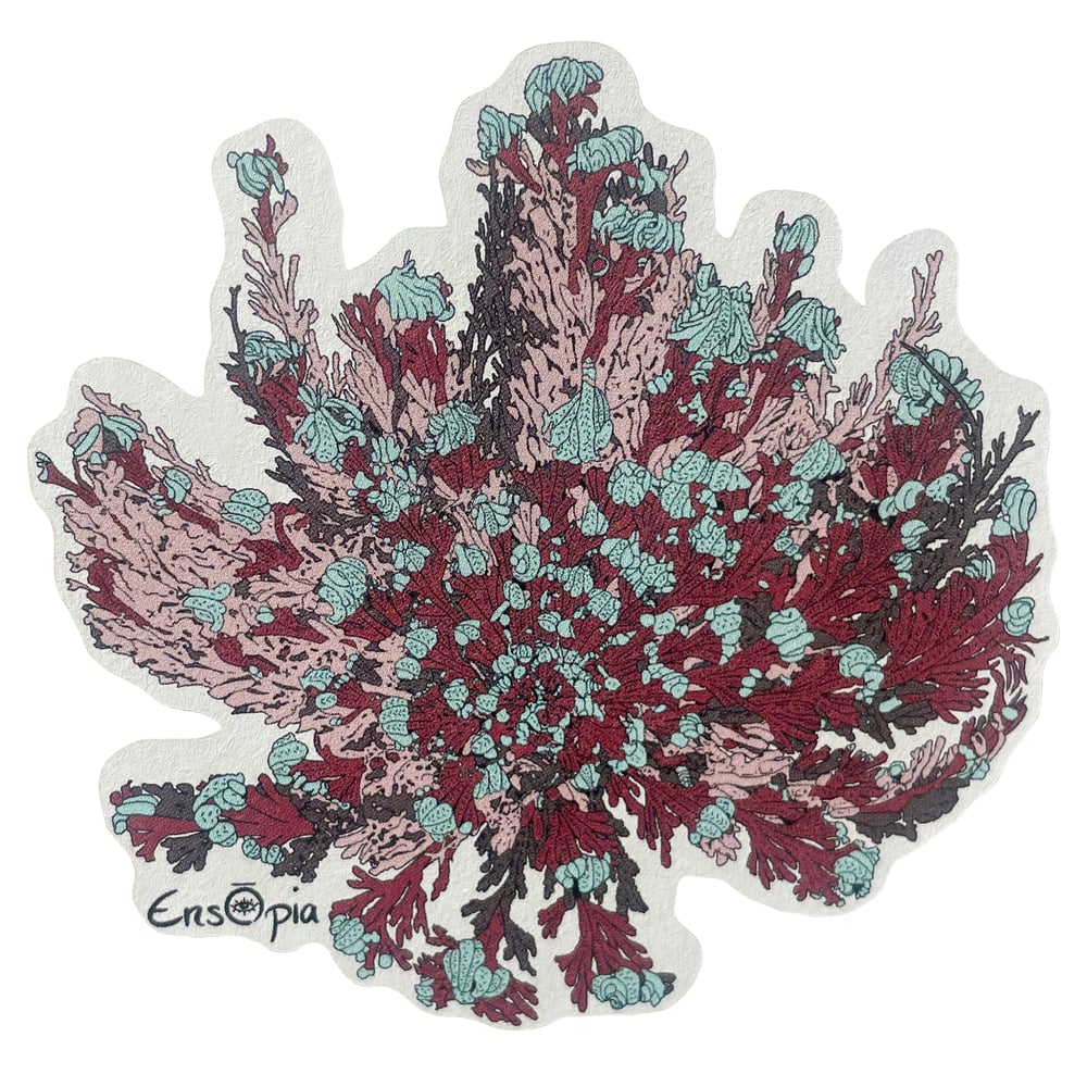 Image of Resurrection Bloom (Rose of Jericho) Eco-Friendly Sticker