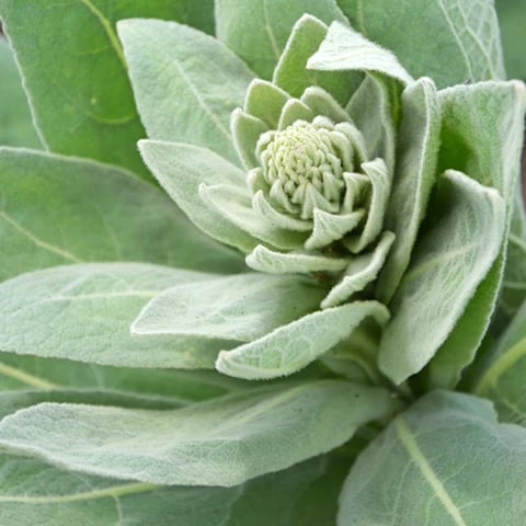 Image of Organic Mullein Leaf Herbal Tea 