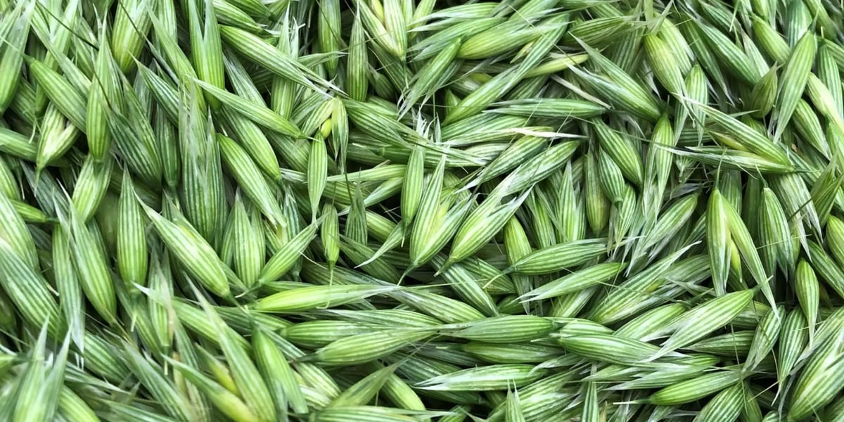 Image of Milky Oats Herbal Tea