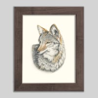 Image 1 of Coyote | Fine Art Print