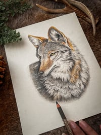 Image 3 of Coyote | Fine Art Print