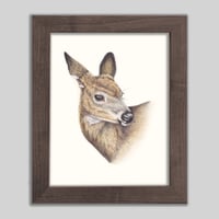 Image 1 of Mule Deer | Fine Art Print