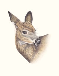 Image 2 of Mule Deer | Fine Art Print