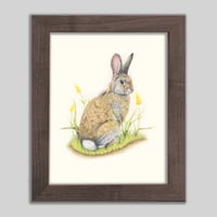 Image 1 of Mountain Cottontail | Fine Art Print