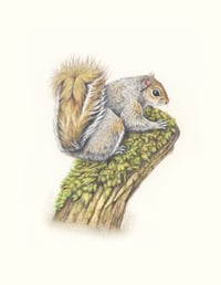 Image 2 of Squirrel | Fine Art Print