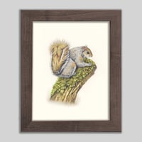 Image 1 of Squirrel | Fine Art Print