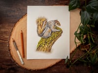 Image 3 of Squirrel | Fine Art Print