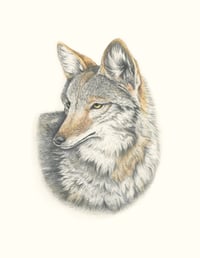 Image 2 of Coyote | Fine Art Print