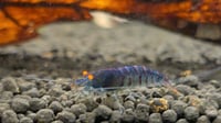 Image 2 of Orange Eye Red Tiger Blue Body Caridina Shrimp