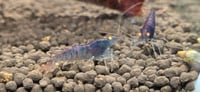 Image 3 of Orange Eye Red Tiger Blue Body Caridina Shrimp