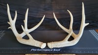 Image 1 of Large White-Tailed Deer Antler Pairs