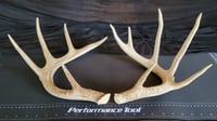 Image 1 of Medium White-Tailed Deer Antler Pairs