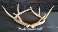 Image 1 of Small White-Tailed Deer Antler Pairs