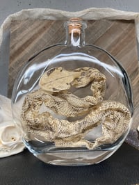 Image 1 of Gaboon Viper Shed