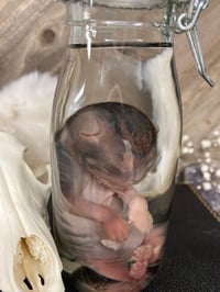 Image 4 of  Fetal Tabby Kitten 