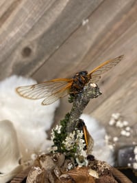 Image 2 of Cicada Dome