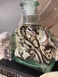 Image 1 of Pastel Ball Python