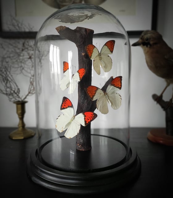 Image of Butterflies Glassdome