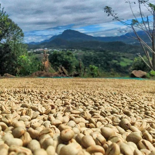 Image of Finca La Palma - Mexique | ESPRESSO