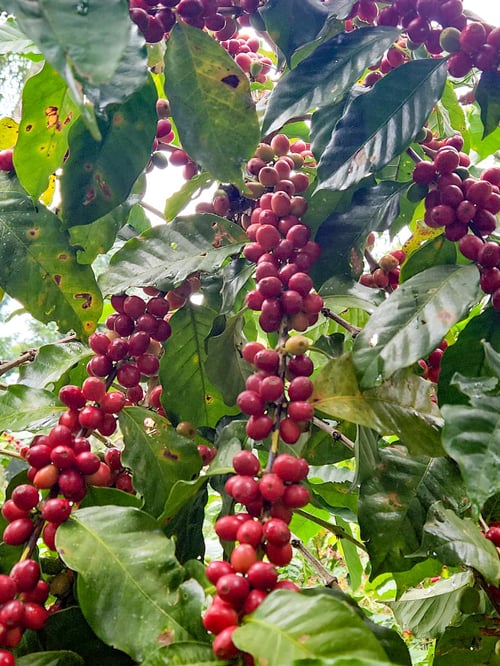 Image of Finca La Palma - Mexique | ESPRESSO