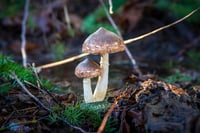 Image 3 of Mossy Wood Duo