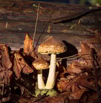 Image 4 of Mossy Wood Duo