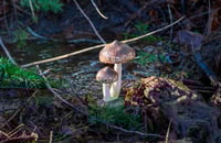 Image 5 of Mossy Wood Duo