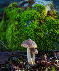 Image 1 of Mossy Wood Duo
