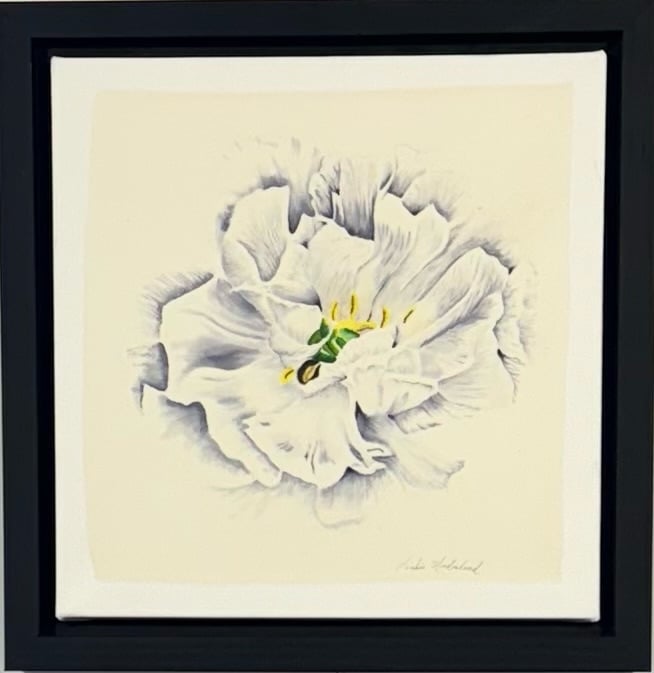 Image of SINGLE WHITE POPPY