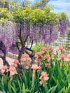 Chinese Wisteria and Peach Irises - 8” X 8” Canvas Print 