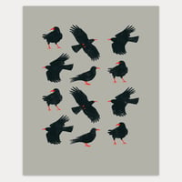 Choughed