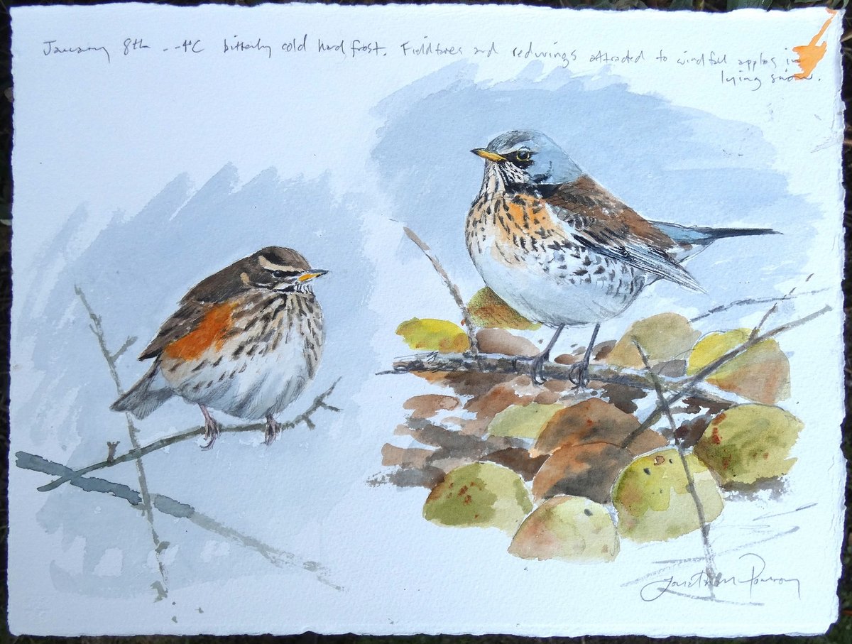 Image of Redwing and Fieldfare- January 2025