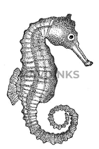 Image 1 of "Seahorse" 