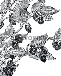 Image 1 of "Mulberries"