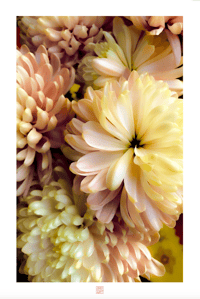 SOFT DAHLIAS (36X24)