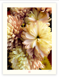 SOFT DAHLIAS (24X18)