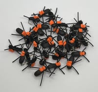 Image 1 of Foam Beetles