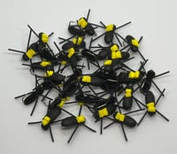 Image 2 of Foam Beetles