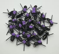 Image 3 of Foam Beetles