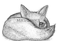 Image 1 of "Shy Fox"