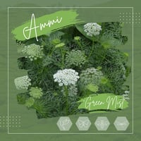 Image 1 of Ammi 'Green Mist'