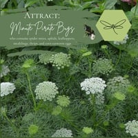 Image 5 of Ammi 'Green Mist'