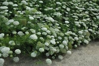 Image 7 of Ammi 'Green Mist'