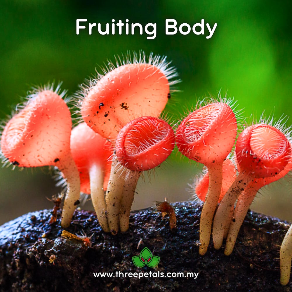 Hairy Cup Fungus (Cookeina Tricholoma) Live Mycelium Mushroom Culture Spawn Seed