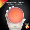 Hairy Cup Fungus (Cookeina Tricholoma) Live Mycelium Mushroom Culture Spawn Seed